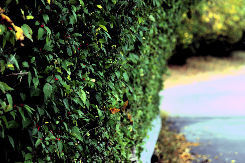 Green Hedge with Red Berries