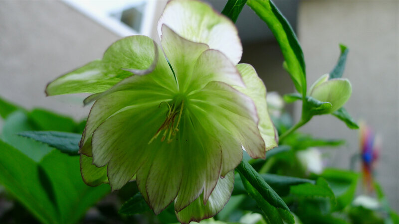 Green Hellebore Flower — Calm, Photograph
