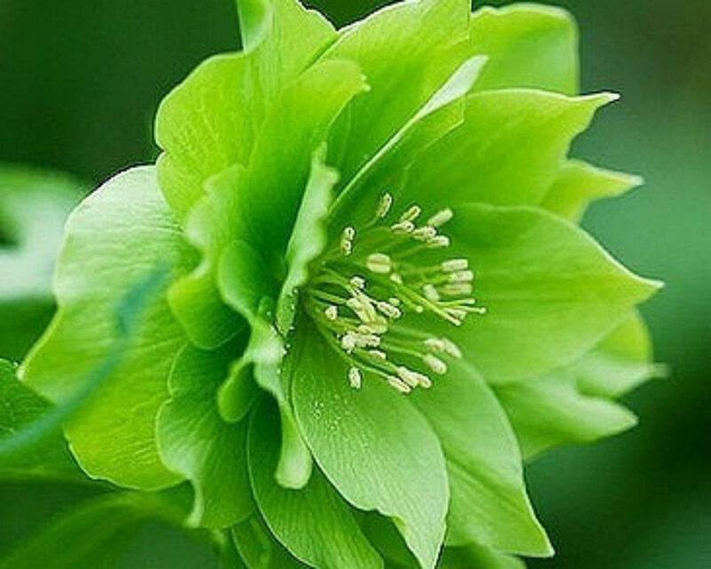 Green Hellebore Flower — Calm, Spring