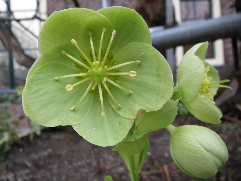 Green Hellebore Flower — Calm