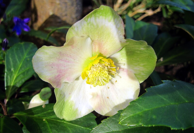 Green Hellebore Flower — Natural