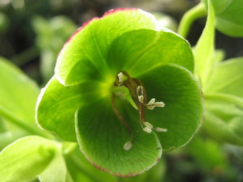 Green Hellebore Flower