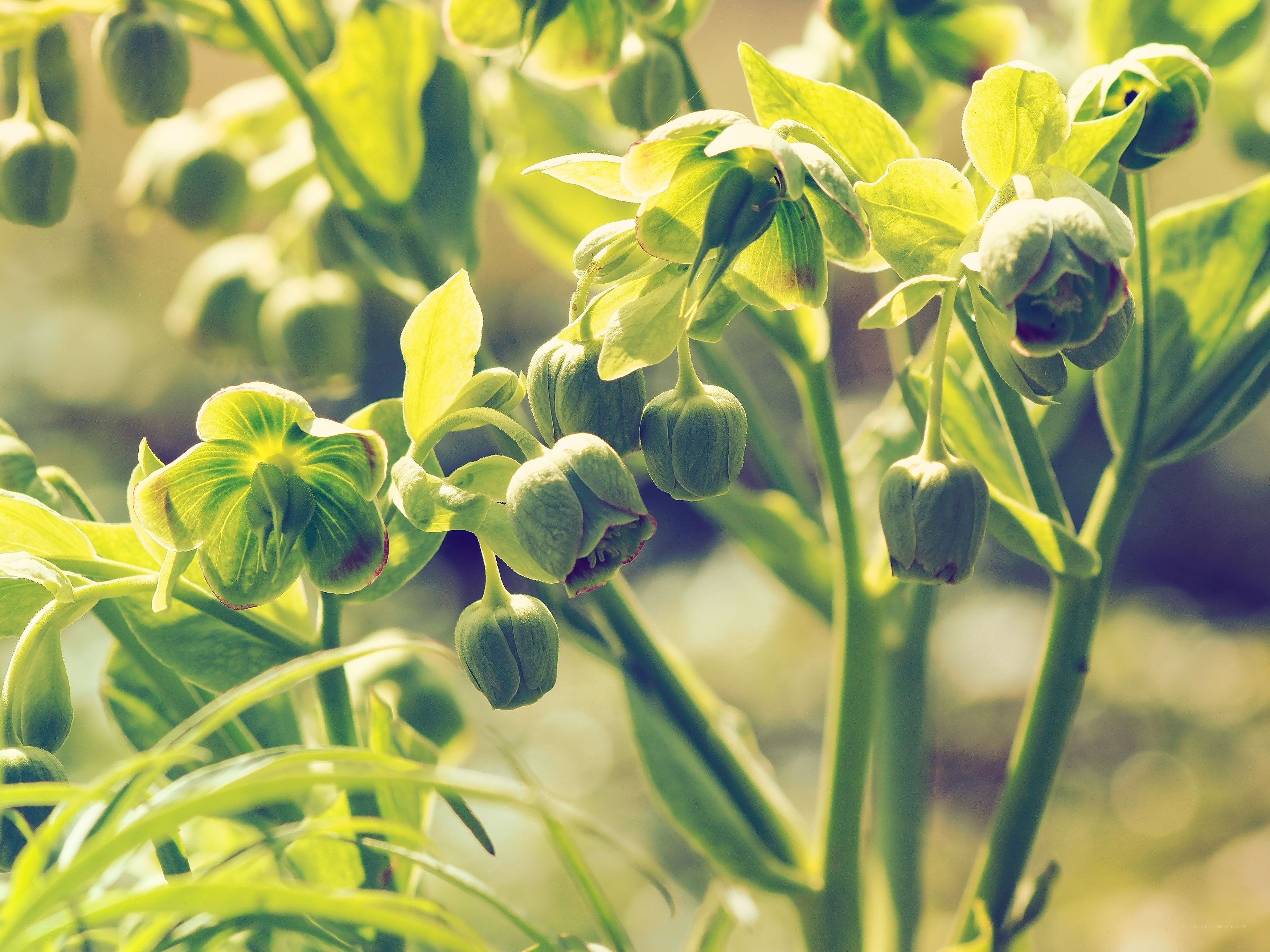green hellebore flowers in sunlight