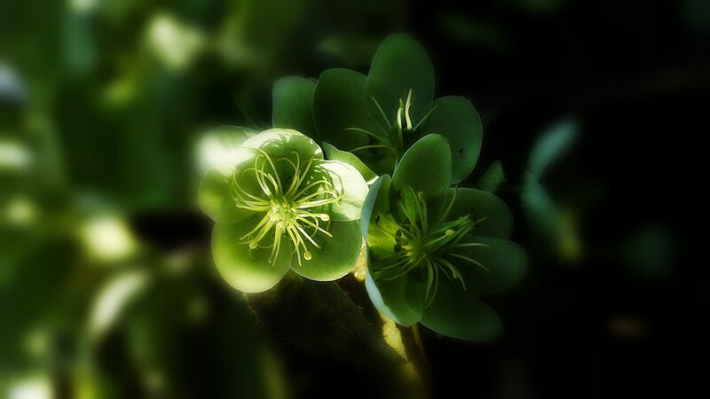 Green Hellebore Flowers