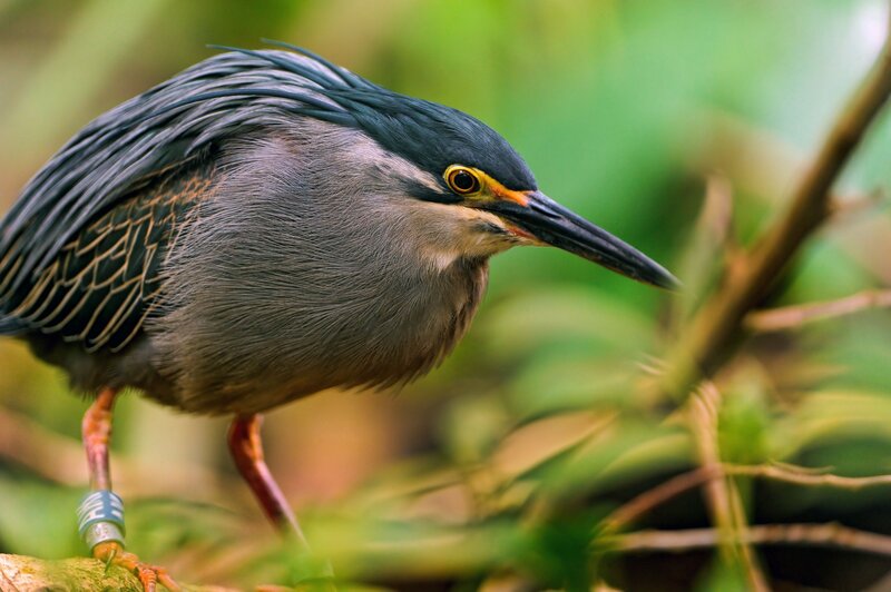 Green Heron Bird — Natural
