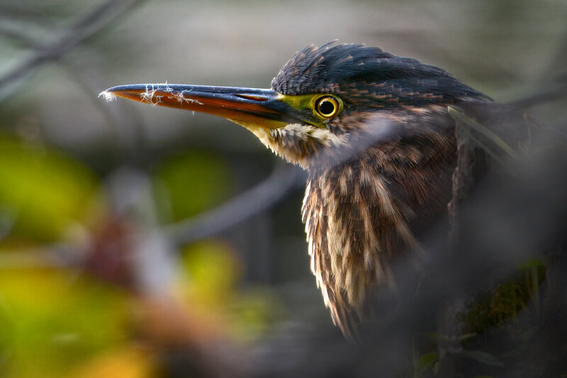 Green Heron Bird