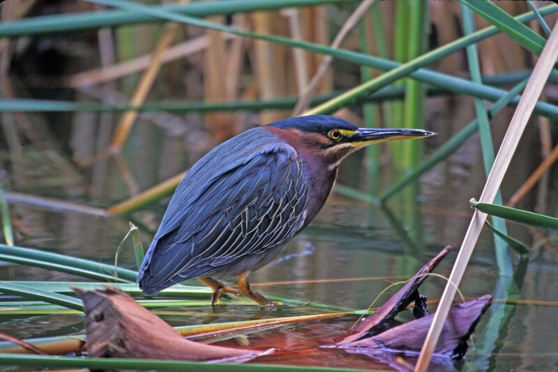 Green Heron in Marsh — Calm