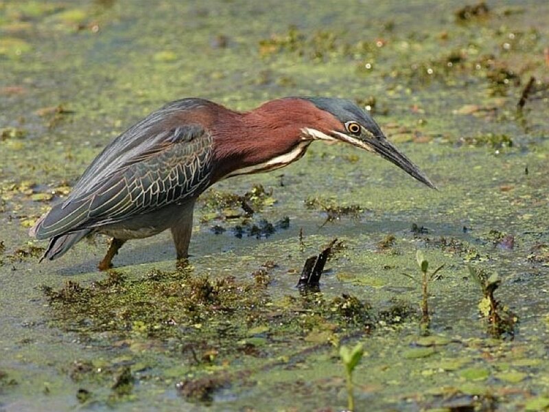 Green heron in marsh