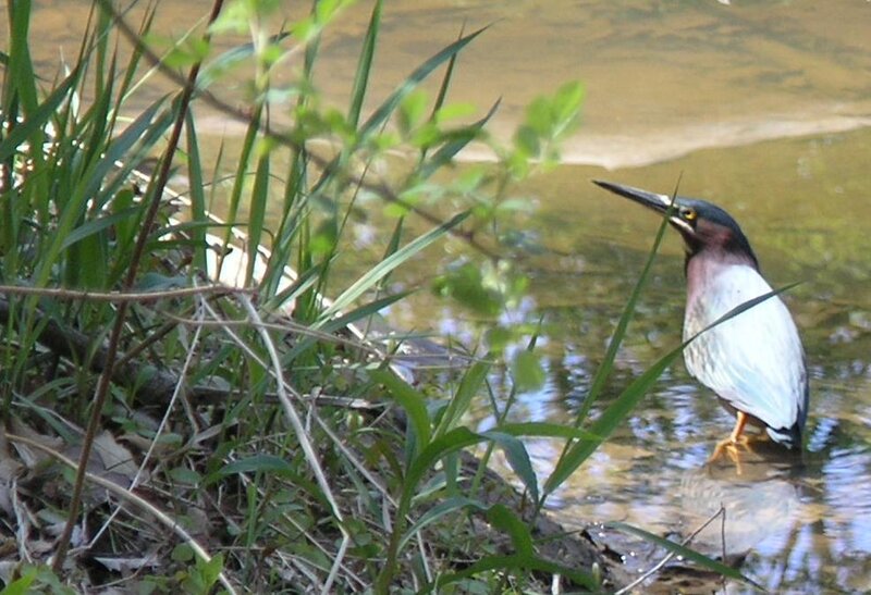 Green Heron in Water
