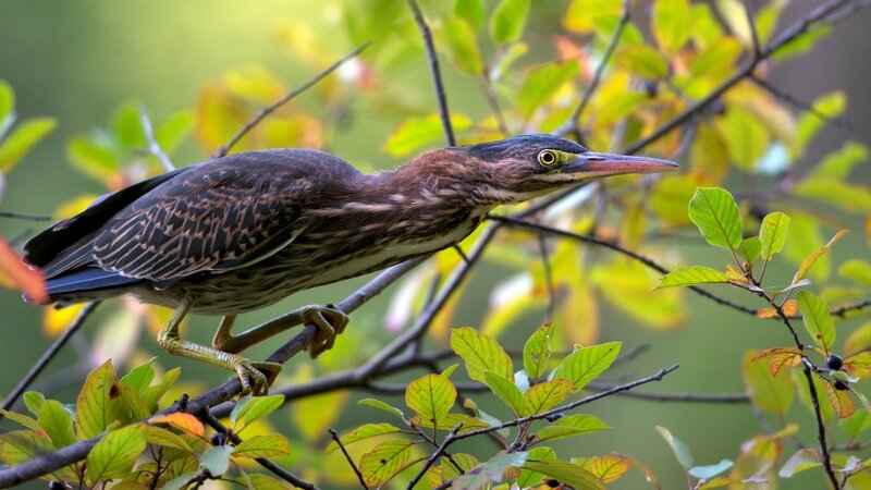 Green Heron on Branch