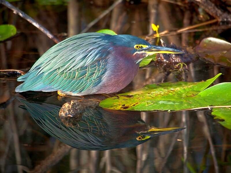 Green Heron on Lily Pad