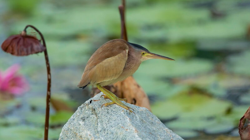 Green Heron on Rock — Serene