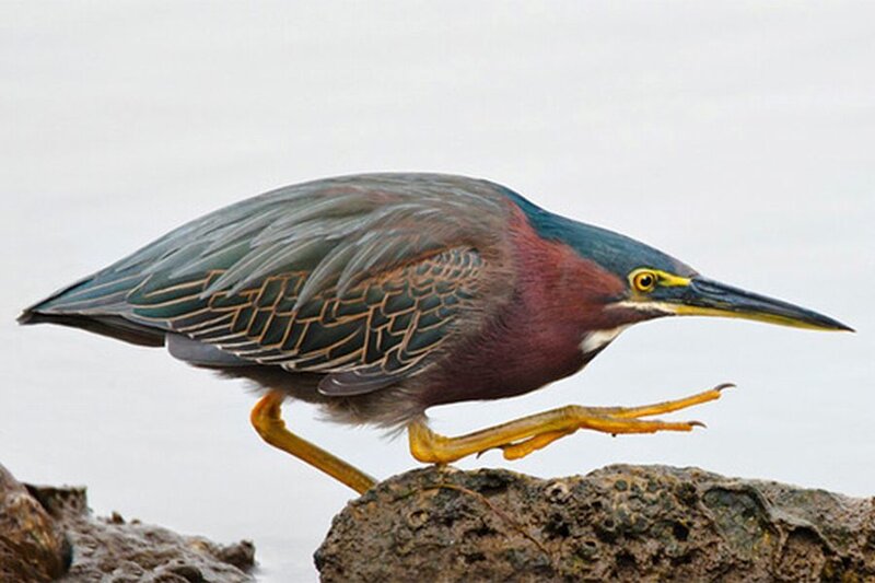 Green Heron on Rock