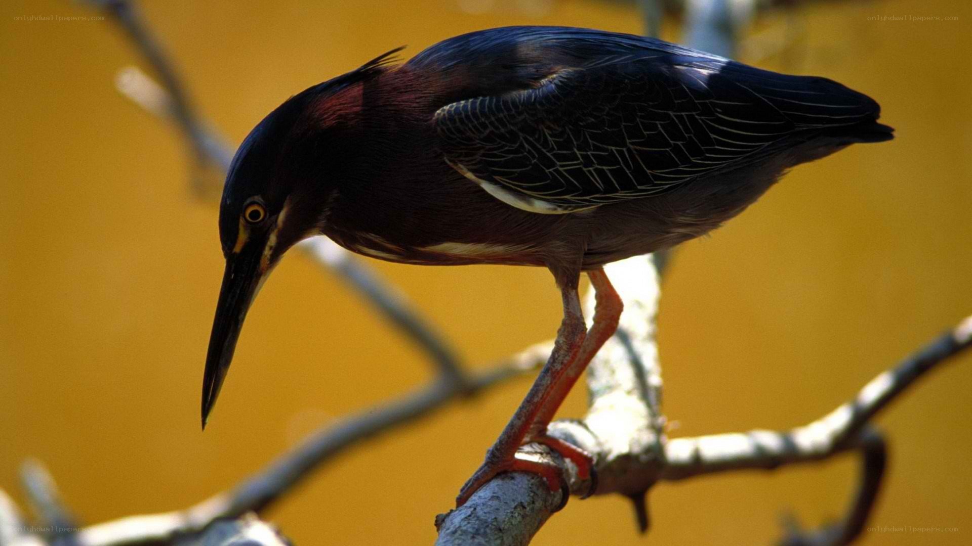 green heron perched on branch
