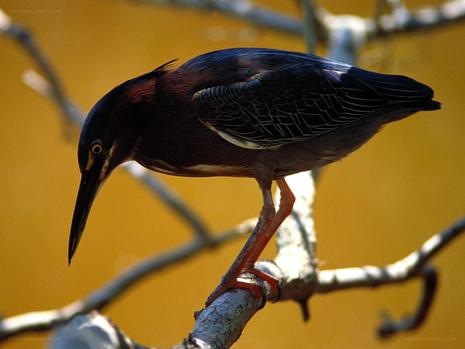 Green heron perched on branch