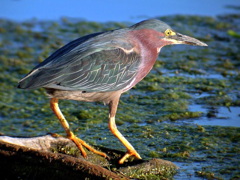 Green Heron Standing