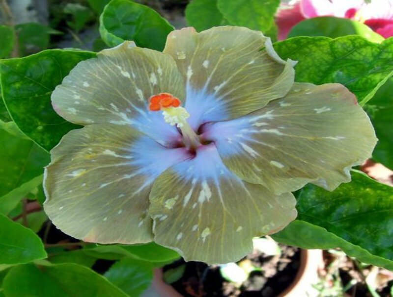 Green Hibiscus Flower — Calm