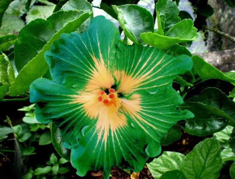Green Hibiscus Flower