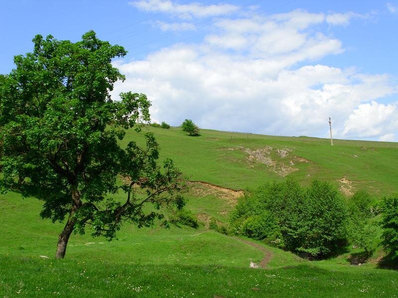 Green hill with a tree