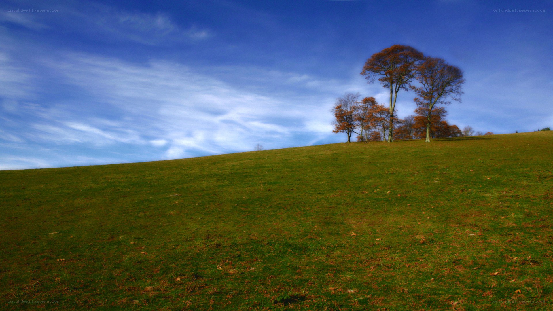 Green hill with autumn trees