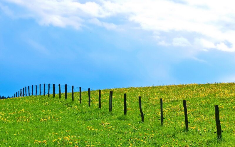 Green Hill with Dandelions