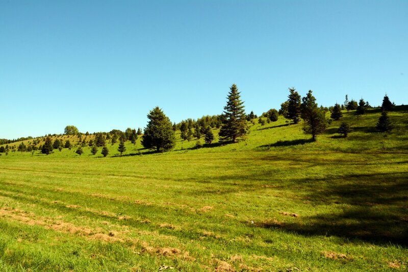 Green Hill with Scattered Trees — Serene, Afternoon