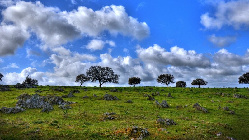 Green Hill with Scattered Trees — Serene