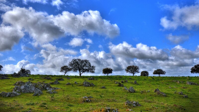 Green Hill with Scattered Trees