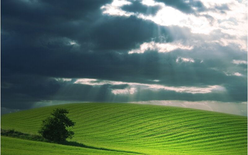 Green Hill with Tree