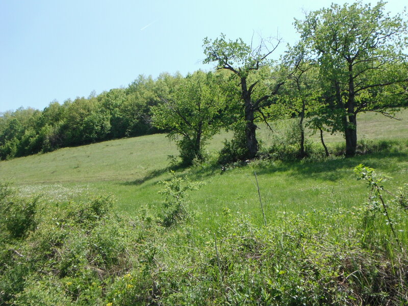 Green Hill with Trees — Serene