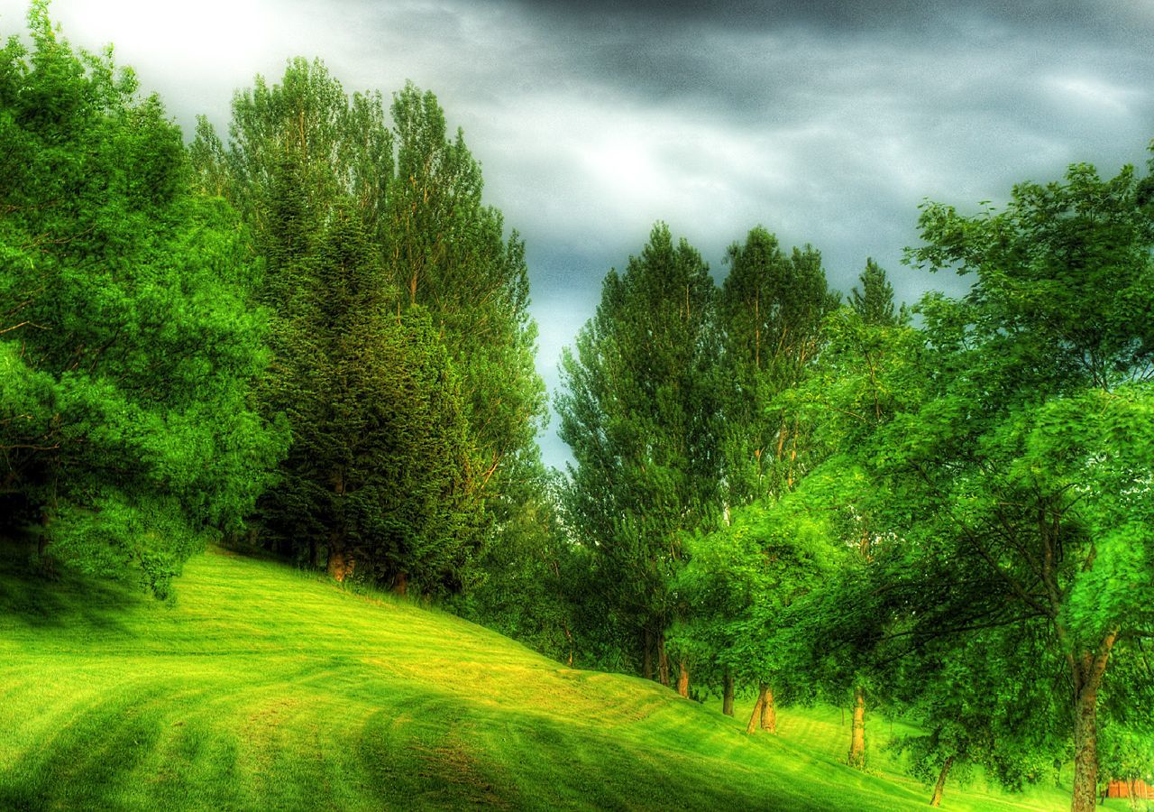 Green hill with trees under cloudy sky