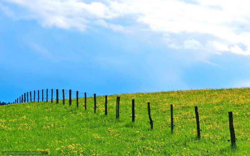 Green Hill with Yellow Flowers — Serene, Afternoon