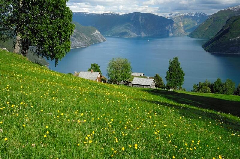 Green Hill with Yellow Flowers — Serene