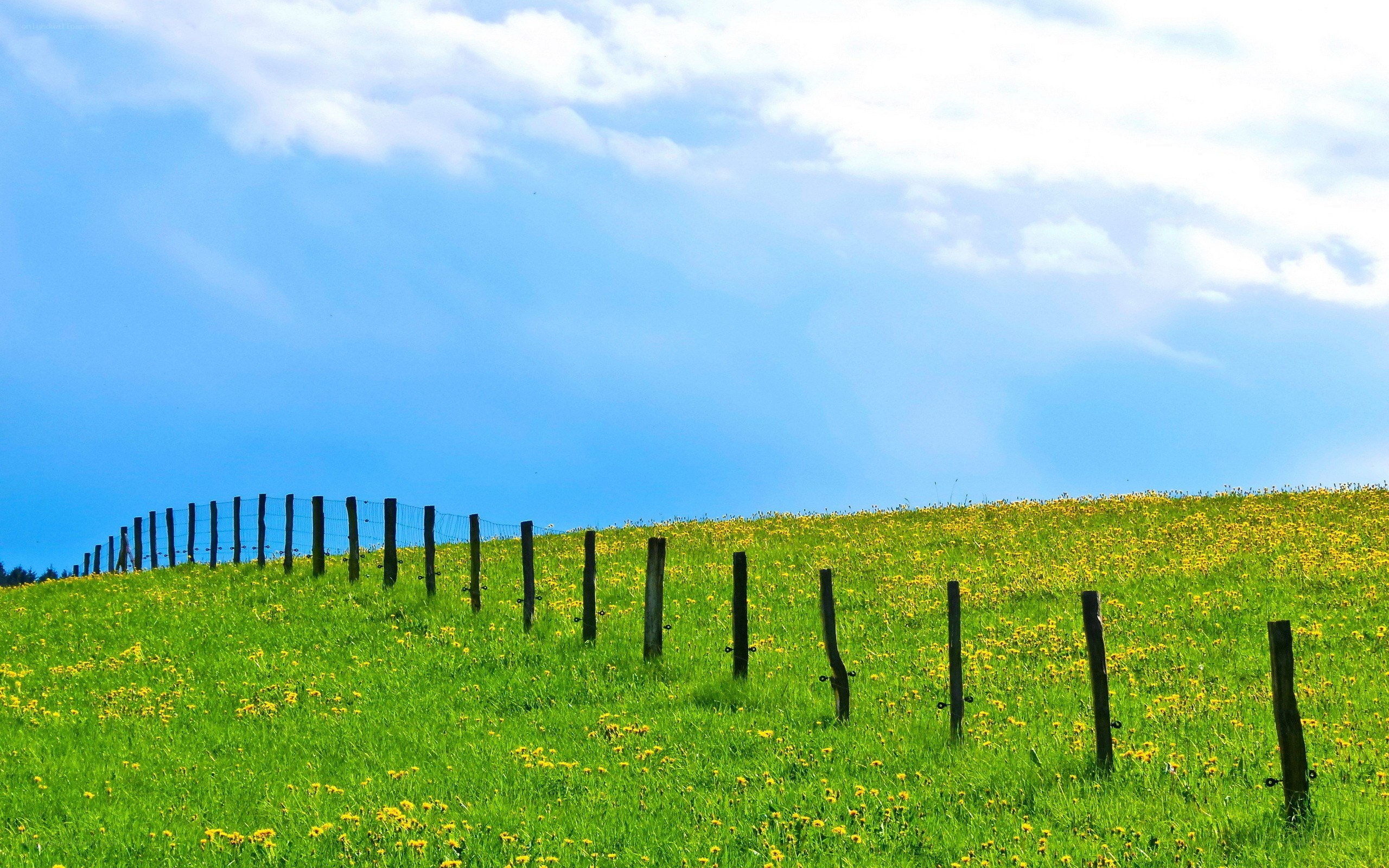 Green hill with yellow flowers