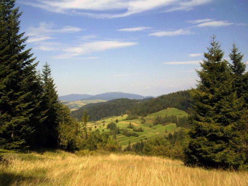 Green Hills and Evergreens