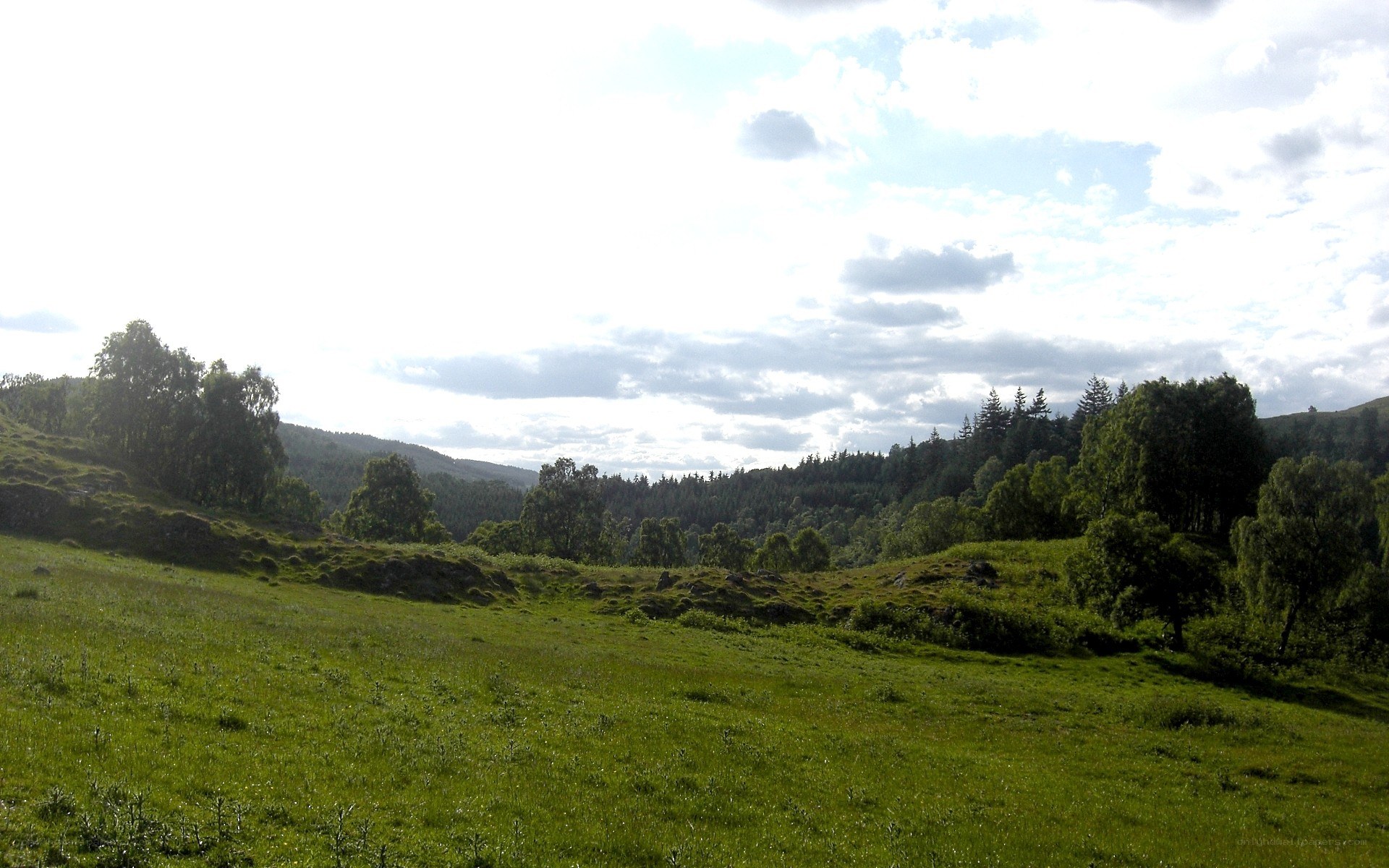 Green hills and forest landscape