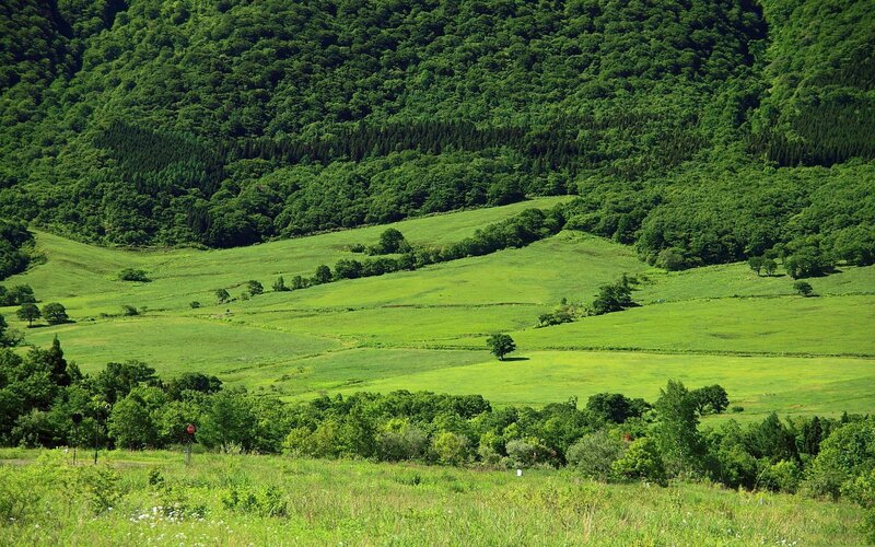 Green hills and forest landscape