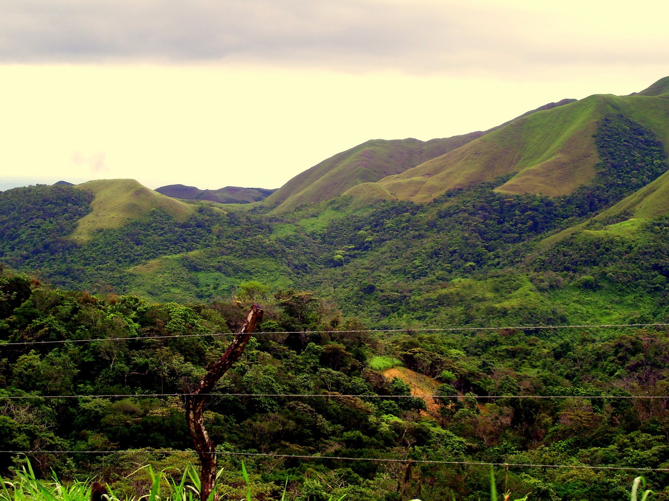 Green hills and forest landscape