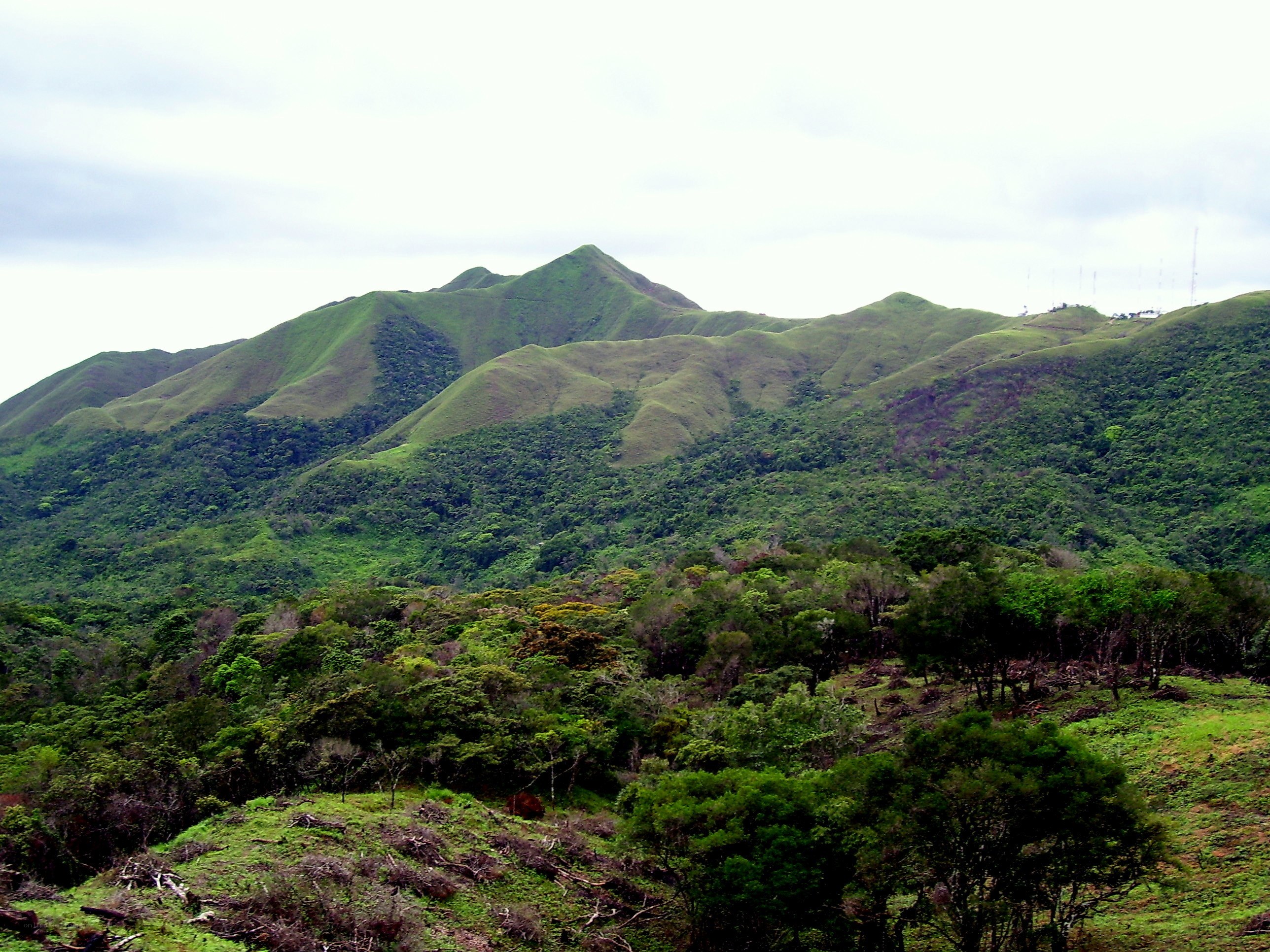 Green hills and forest landscape
