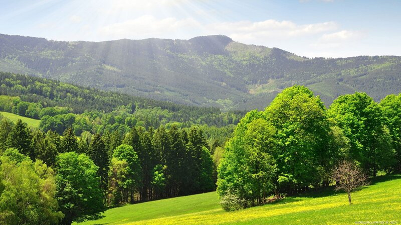 Green hills and forest landscape