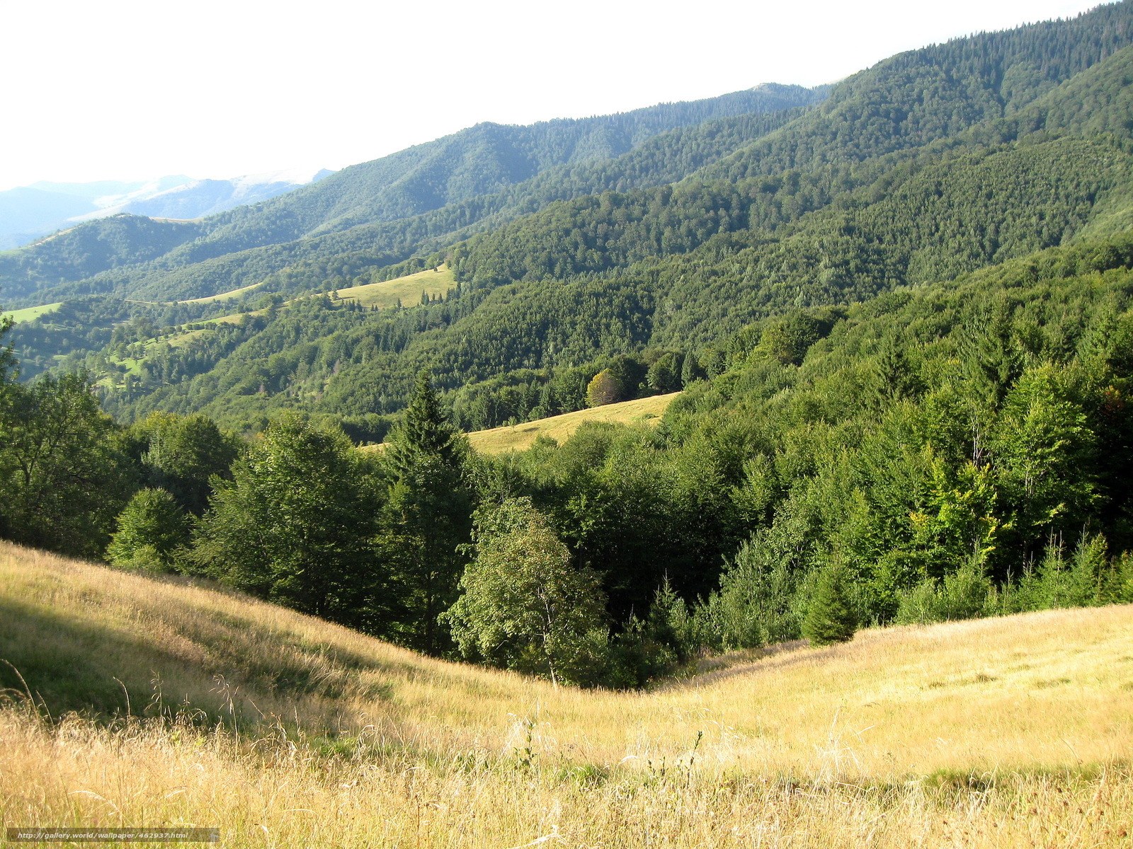 Green hills and forest landscape
