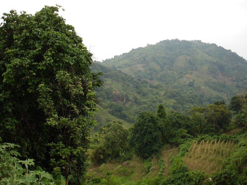 green hills and forest