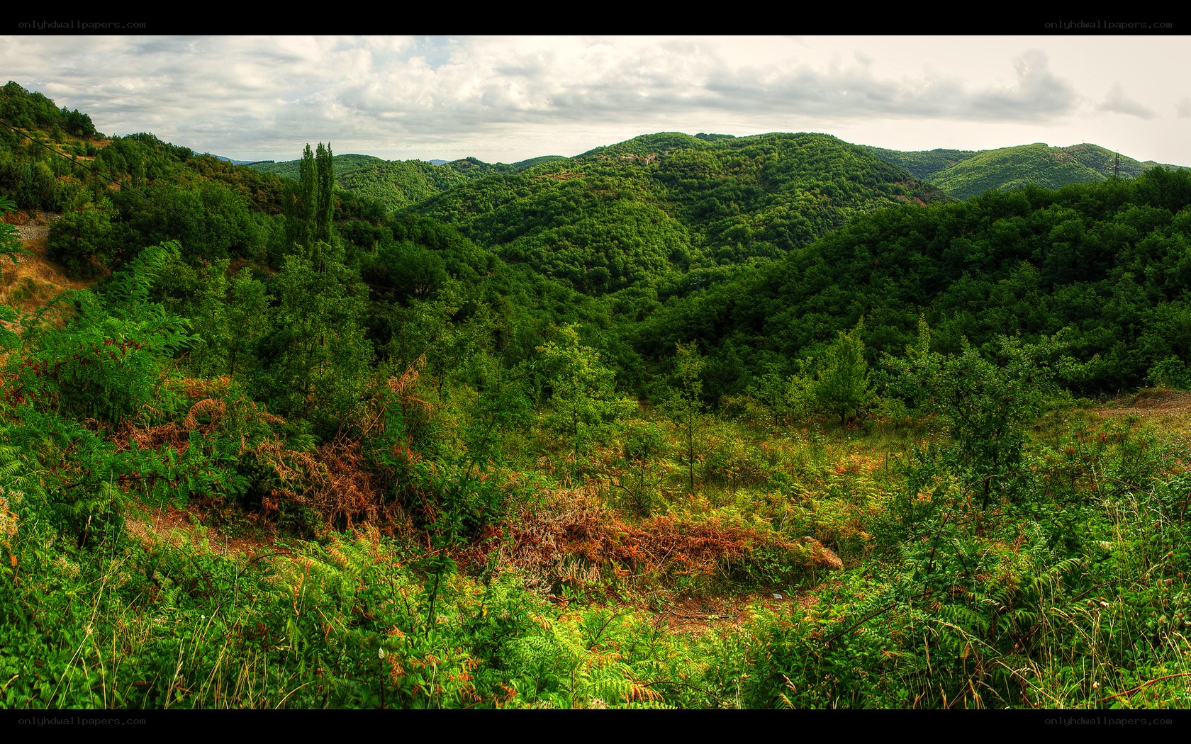 Green hills and forest valley