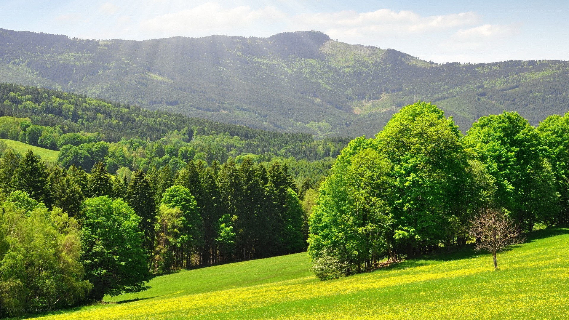 Green hills and forested mountains