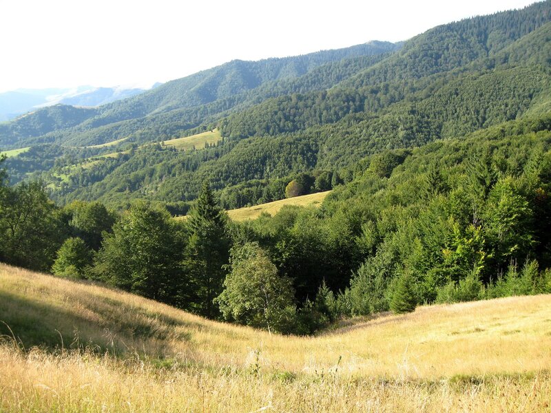 Green Hills and Forests