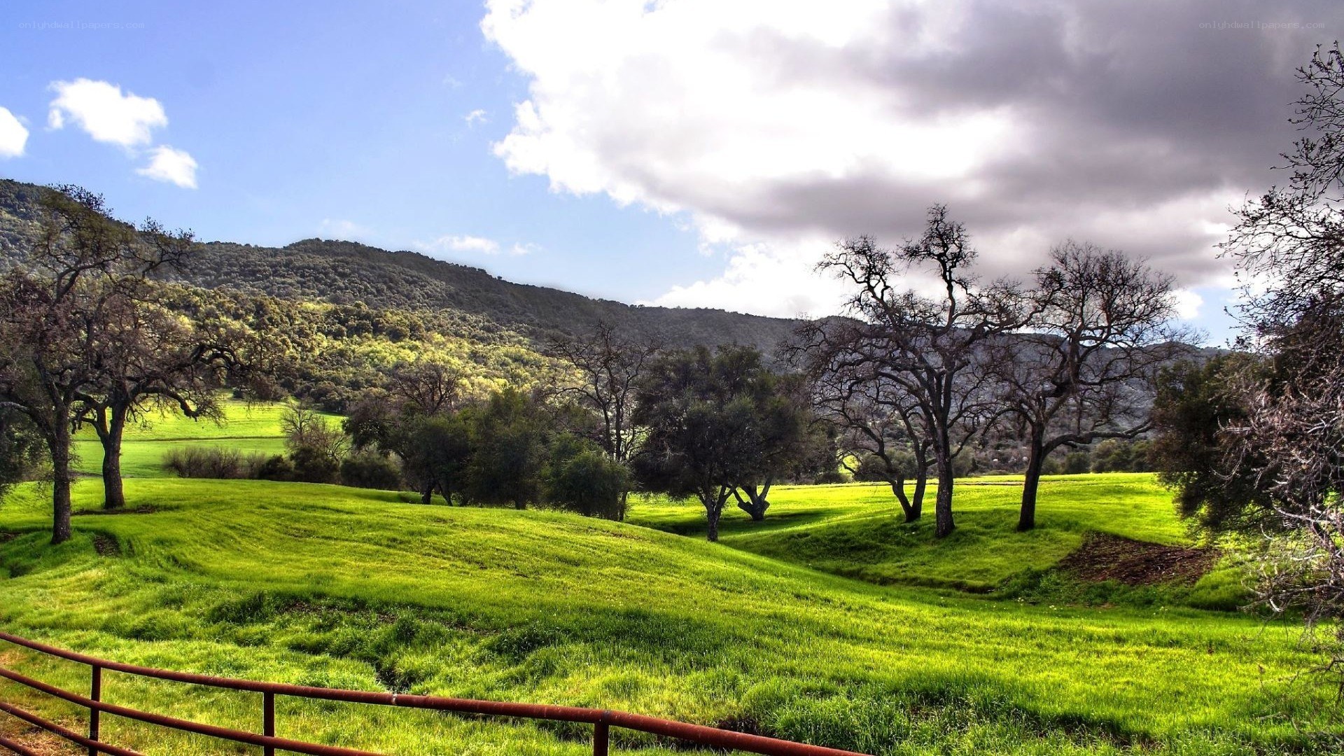 Green hills and leafless trees