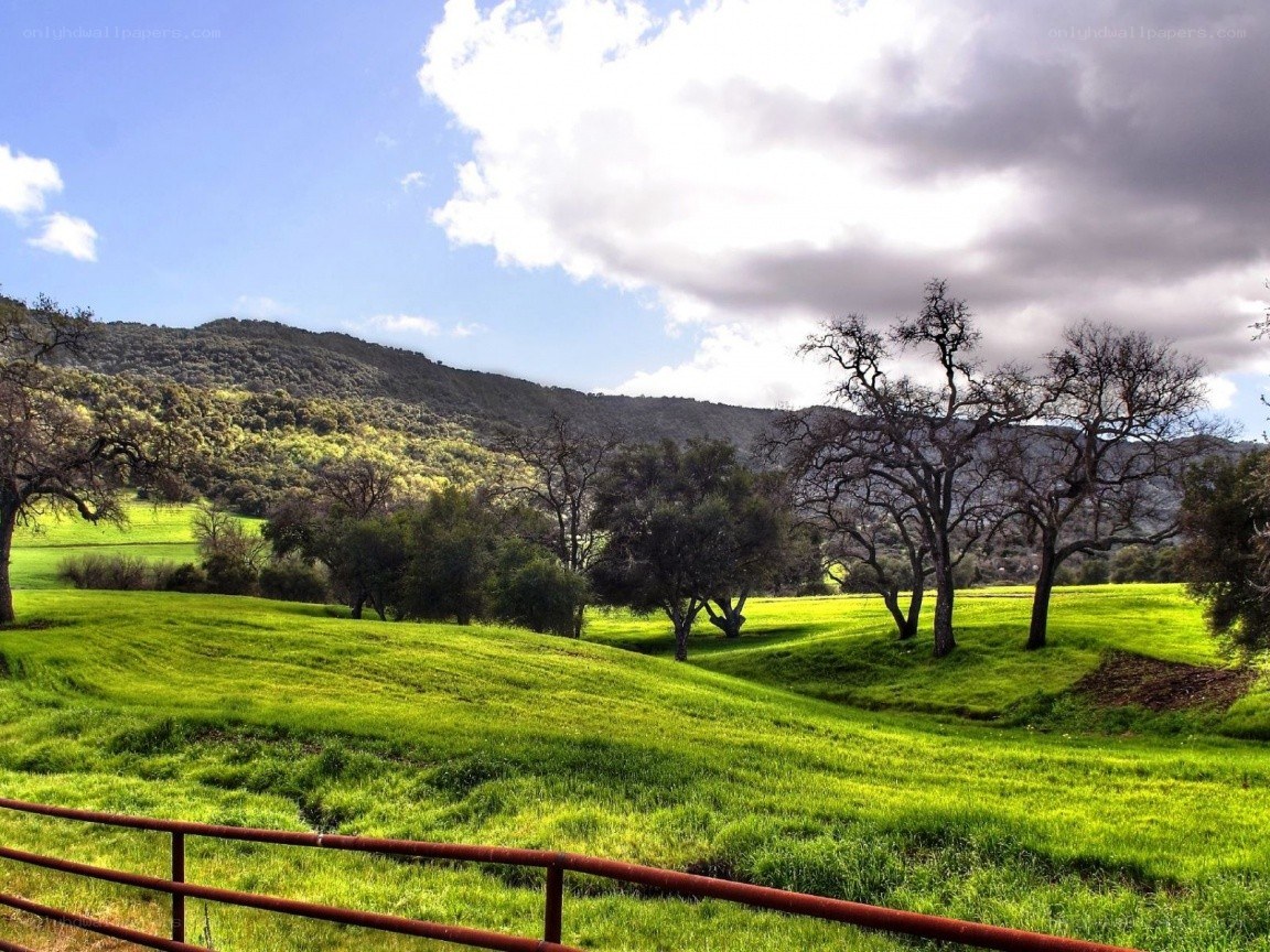 Green hills and leafless trees
