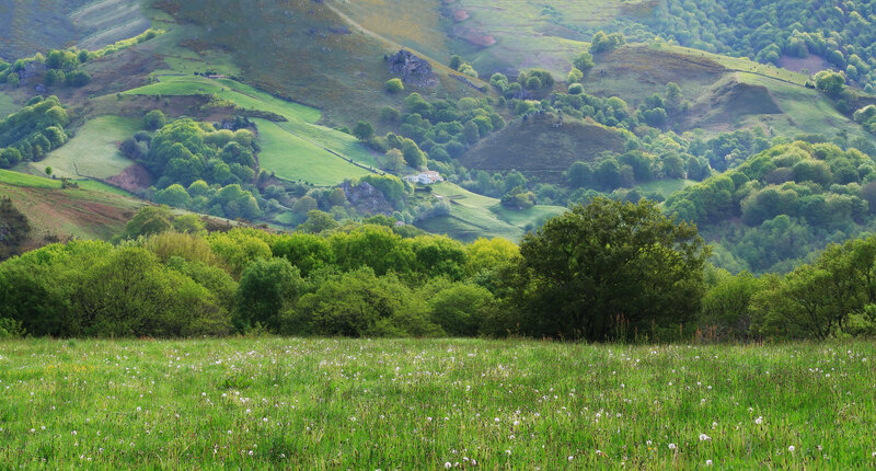 Green hills and meadow landscape
