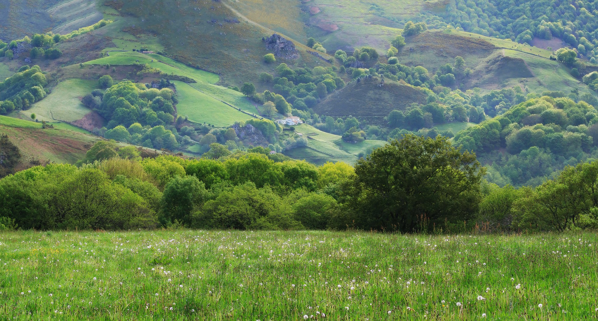 Green hills and meadow landscape