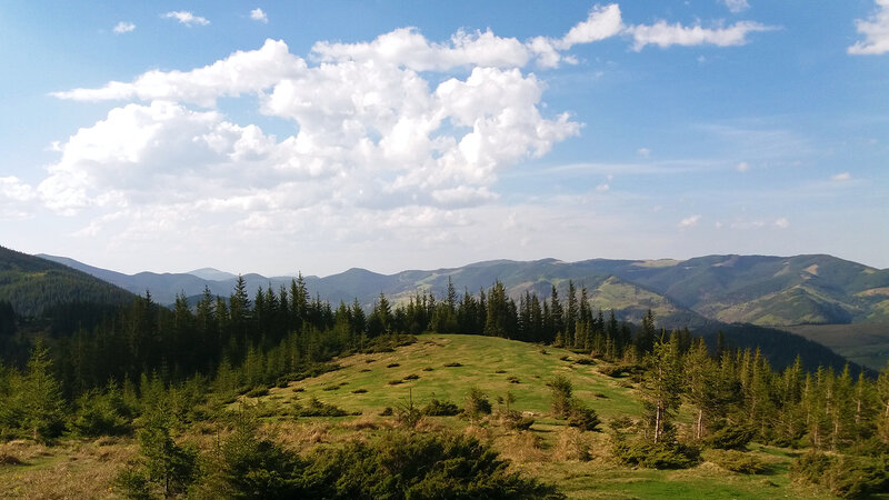 Green Hills and Pine Trees